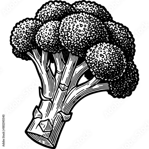 handrawan broccoli isolated on white
