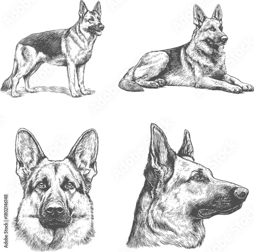 Set illustrations of German shepherd dog isolated on transparent background. Vector graphics