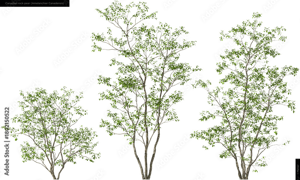 Fototapeta premium Canadian rock peartrees, hq cutouts for arch viz 