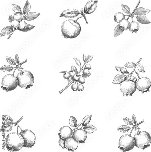 Set illustrations of blueberry isolated on transparent background. Vector graphics