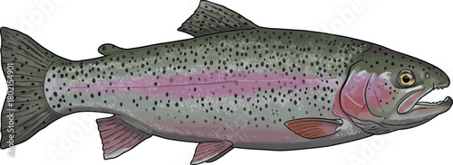 Rainbow trout illustration, freshwater fish drawing, aquatic animal artwork, spotted fish design, biology vector sketch, detailed ichthyology educational artwork