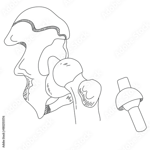 Science of hand drawn vector human hip joint outline.