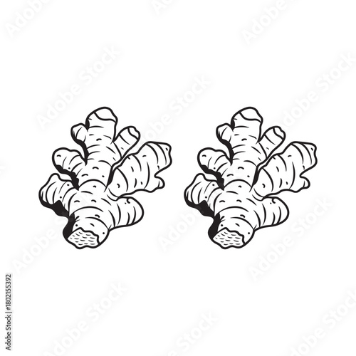Hand-Drawn Line Art Ginger Roots