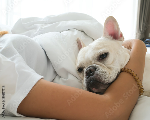 French Bulldog puppy laying on the bed with its owner. The dog feeling sleepy.