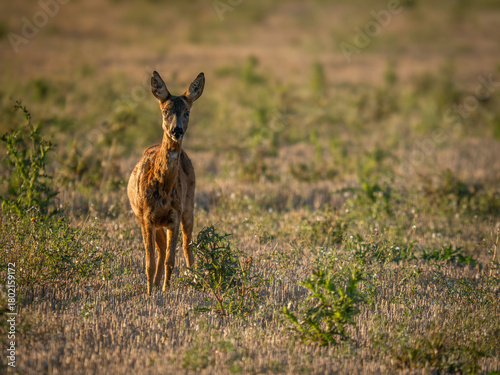 Young Roe Deer in the evening sun