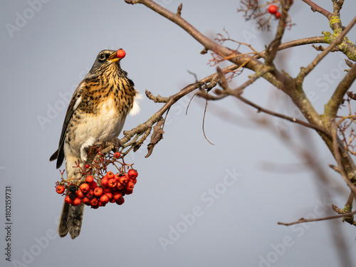 Fieldfare Bird Feeding on Red berries whilst perched on a branch