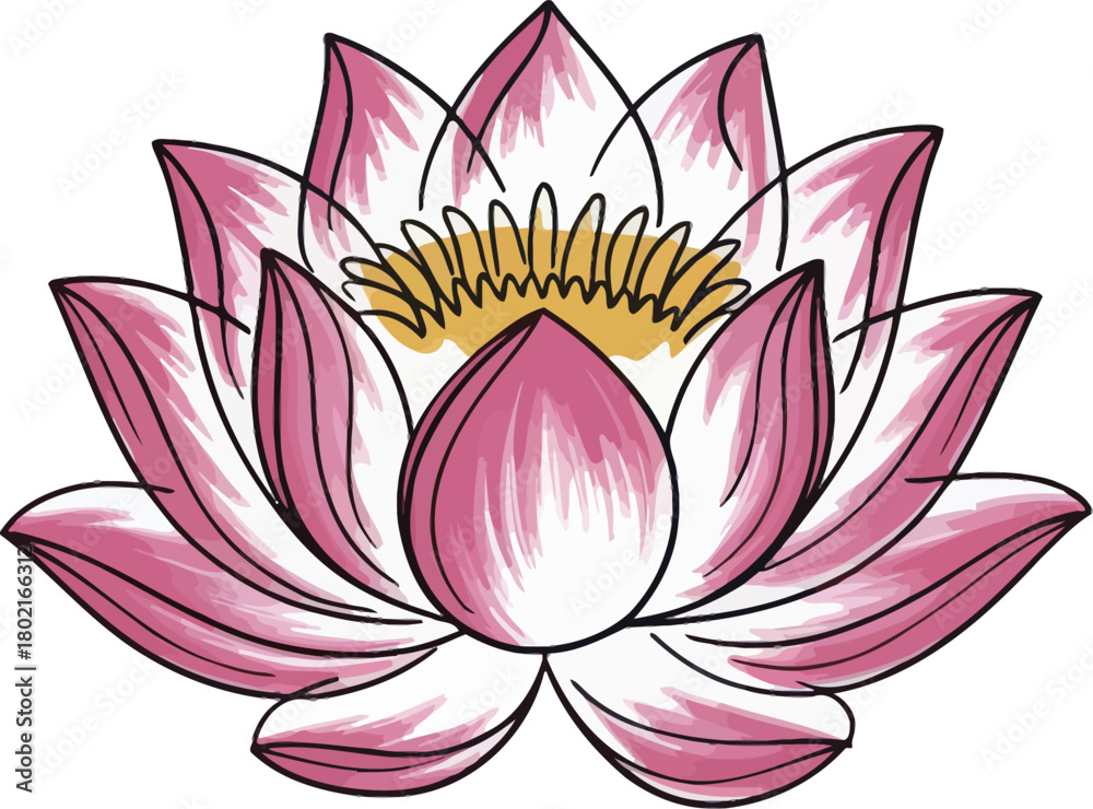 Fototapeta premium Pink and Yellow Lotus Flower with Black Outline water lily