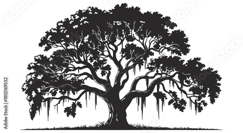 Majestic live oak tree silhouette, detailed southern oak with spanish moss hanging from branches, isolated on white background, suitable for botanical illustrations, landscape projects