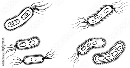 Detailed sketch of rod shaped bacteria with flagella cellular structures visible