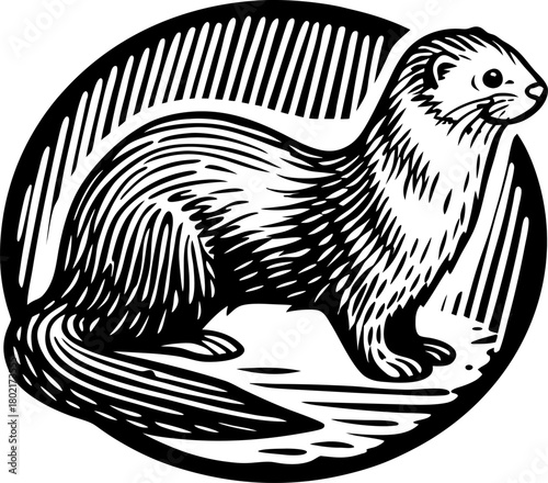 Ferret illustration in vintage engraved woodcut small animal, wild mustelid mammal with bushy tail
