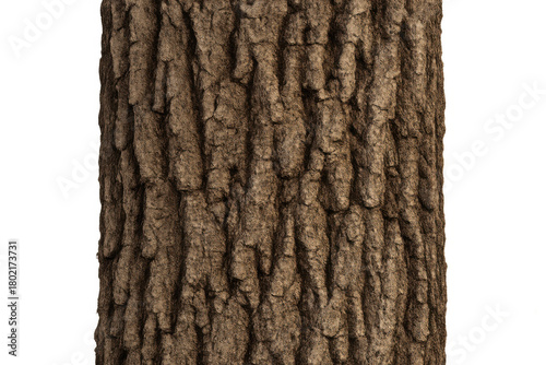 Tree trunk texture with rough brown bark isolated on transparent background illustrating natural patterns and resilience