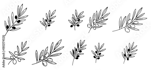 Olive branch vector icon set Hand drawn botanical illustration of leaves and olives