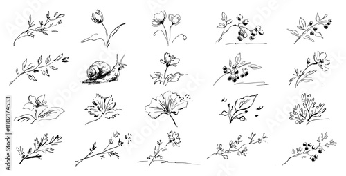 Botanical sketch vector set Hand drawn collection of flowers leaves branches and snail illustrations
