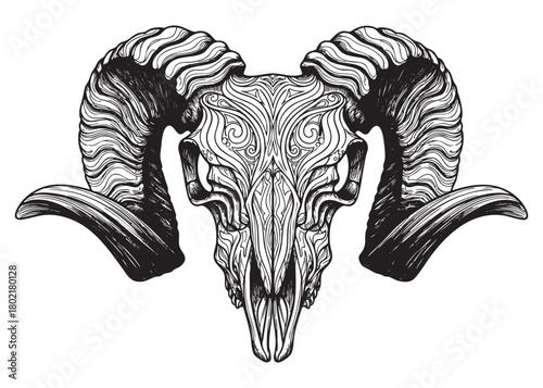 isolated Ram skull hand drawn graphic vector illustration