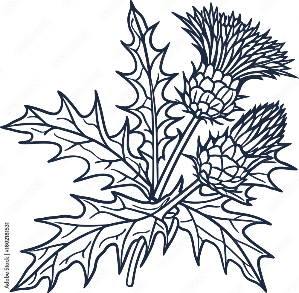 Fototapeta premium Thistle flower illustration, detailed botanical drawing with leaves and stems, hand drawn outline nature art