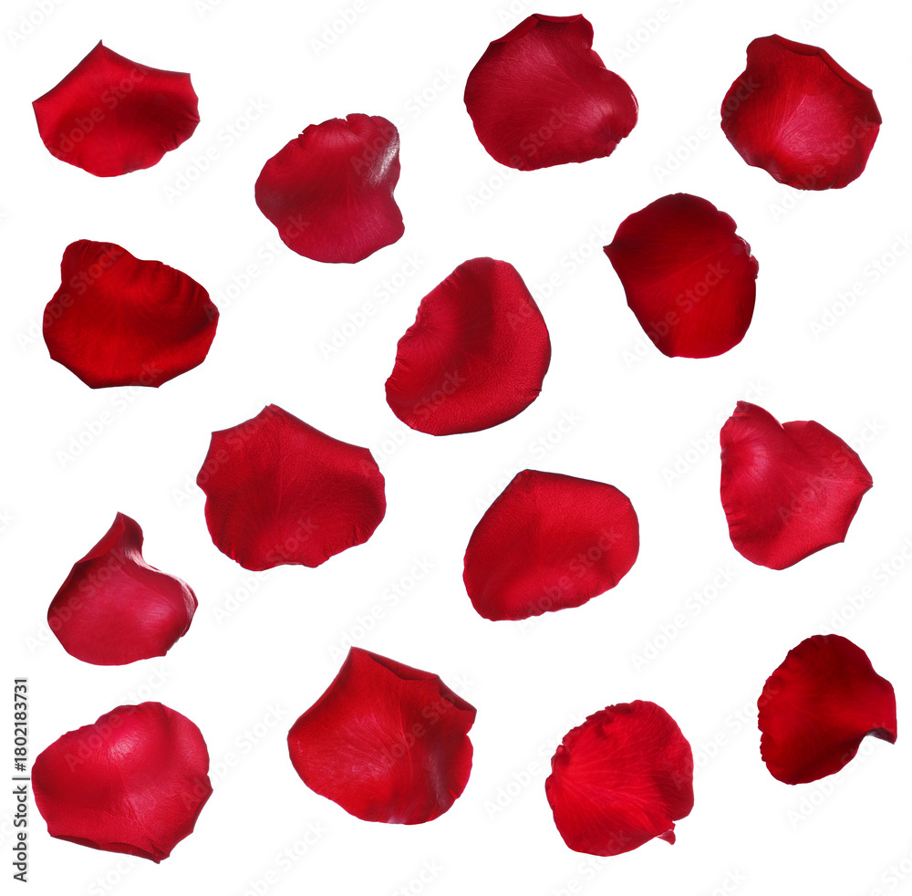 Fototapeta premium Many red rose petals on white background