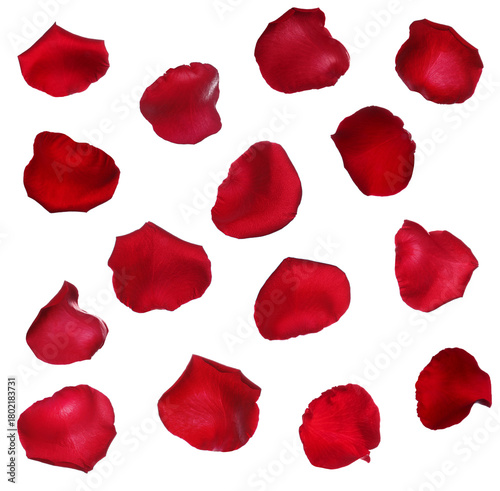 Many red rose petals on white background