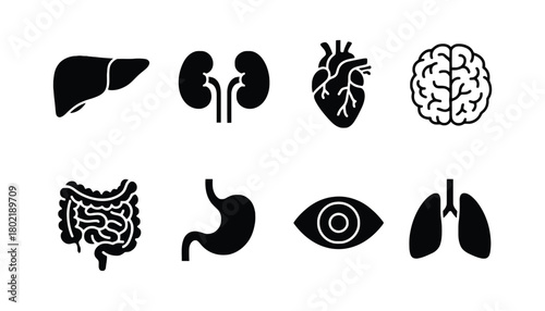 Illustrations of human organs including liver heart and intestines