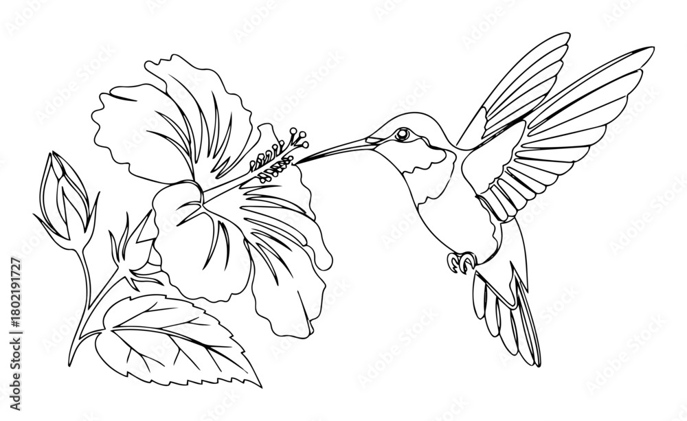 Obraz premium hummingbird and hibiscus flower continuous one line drawing