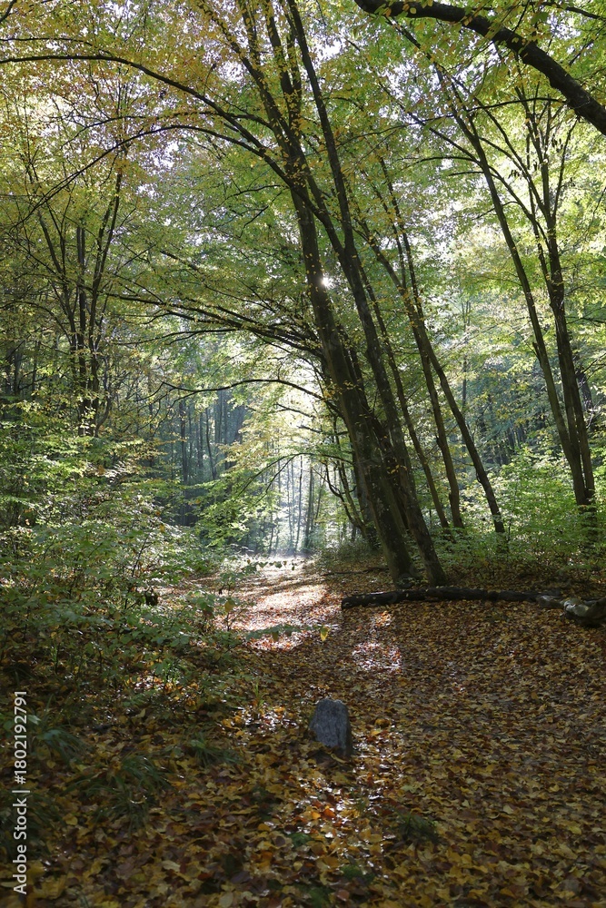 Obraz premium Sunlit Autumn Path in the Forest