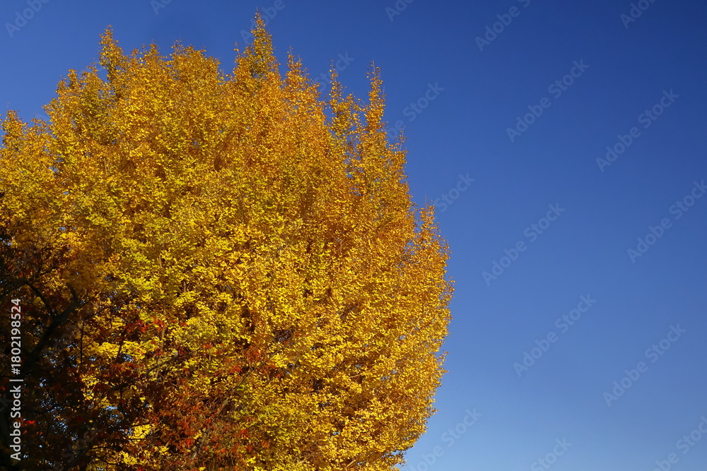 Fototapeta premium 燃える秋