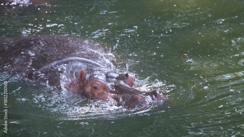 huge hippo while swiming in the park