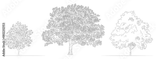 Set of trees in CAD lines, architecture and landscaping model, clean vector elements ideal for architects, landscape designers, site plans