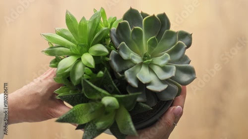 A person gently holds a ceramic pot filled with various succulent plants. Indoor gardening and eco-friendly home decor concept with cactus and greenery collection.