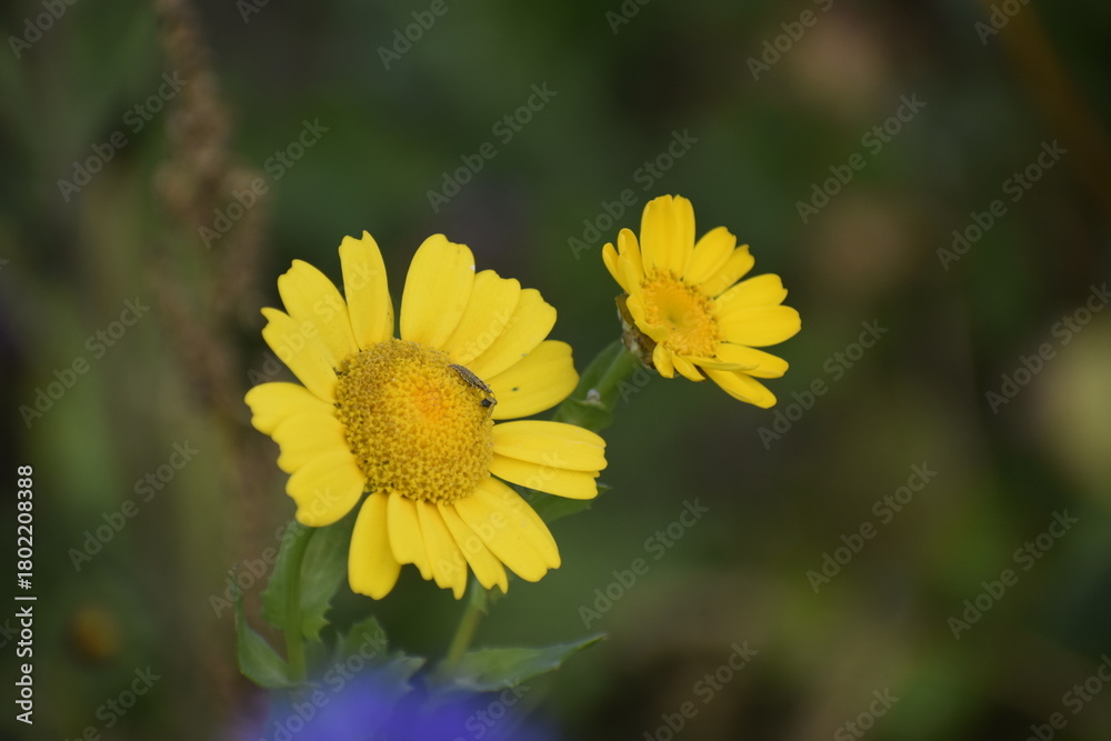 Fototapeta premium Two Yellow Buttercup Flowers on Blurred Green Background Closeup