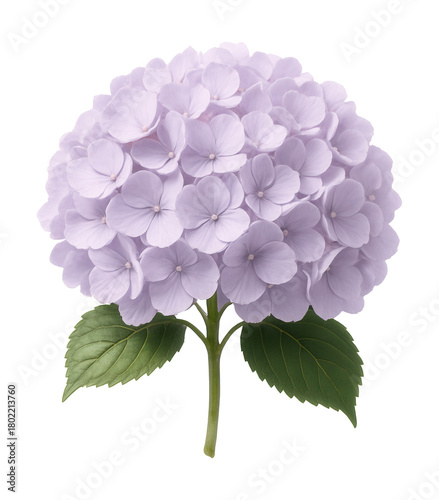 Pastel lavender mophead hydrangea with dense blooms.
