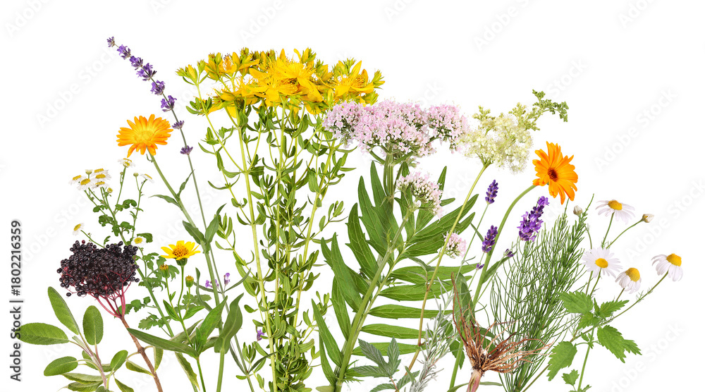 Naklejka premium A flower bed with many different medicinal plants