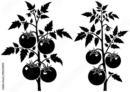 Two tomato plants isolated on, a popular fruit used in cooking and salads, known for its red color