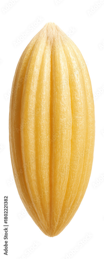 Obraz premium Elongated wheat seed with a ridged texture and light golden color.