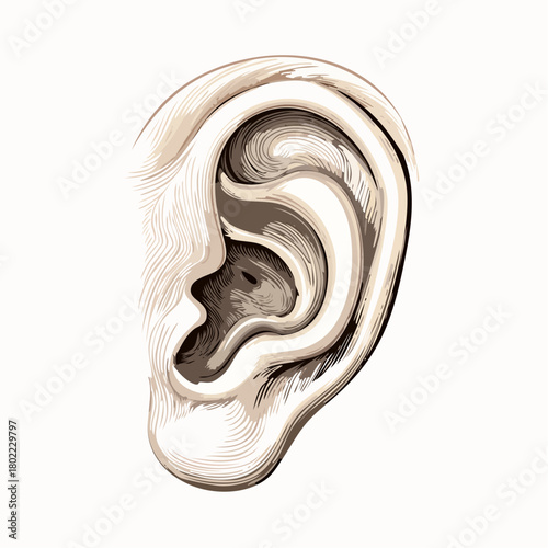 Anatomical study of the human auricle, detailed illustration showcasing acoustic perception system