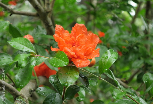 Fleurs de grenadier décoratif,gouttes,pluie
