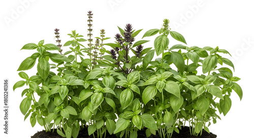 Fresh basil plants growing in soil isolated on transparent background, closeup , ai generated image