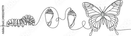 Butterfly Metamorphosis in Line Art
