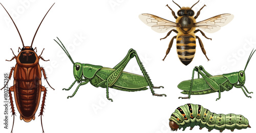 Insect Illustration Collection: Cockroaches, Grasshoppers, Bees, and Caterpillars
