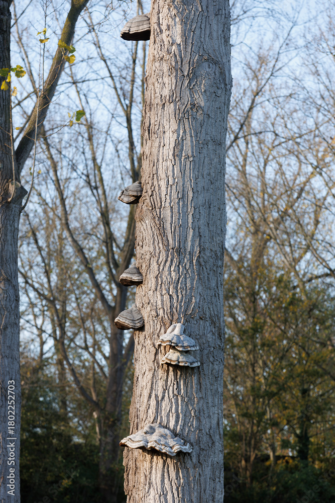 Fototapeta premium Mushrooms growing on a weathered tree in Nederland during early spring