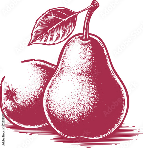 Two Red Pears with a Leaf on White Background Keywords: pears, fruit, red, illustration, drawing, sketch, vintage, retro, leaf