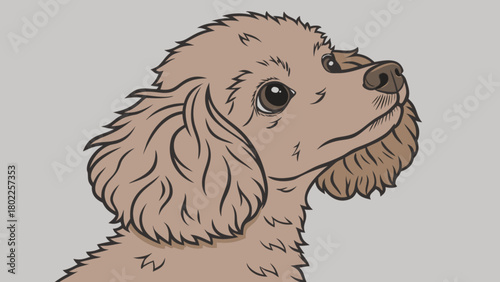 Illustration of a light brown poodle with curly fur looking up against a gray background color scheme