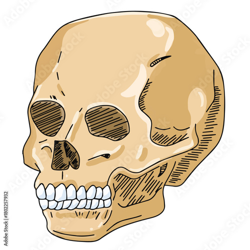 Science of hand drawn vector human skull clipart.