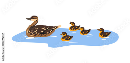 Happy family of cute ducks is floating on water together. Mother teaches her baby ducklings swimming in pond. Mom bird cares about nestlings. Flat isolated vector illustration on white background