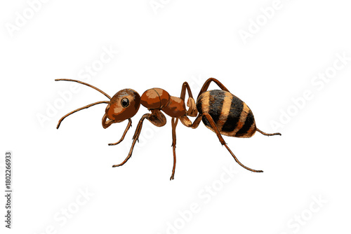 Detailed side view of a striped insect specimen isolated on white background