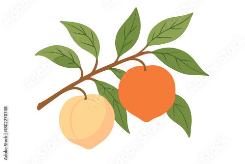 Two peaches with green leaves on a brown branch isolated on white background