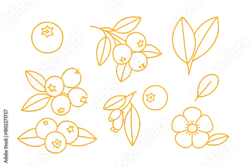 Set of blueberry fruit branch leaf and flower line art icons