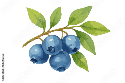 Cluster of ripe blueberries with green leaves on a branch