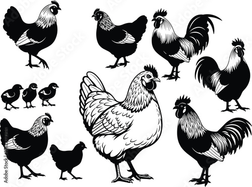 Set of chicken, rooster, and hen illustrations, including silhouettes and chicks. Isolated black and white vector collection of farm poultry.