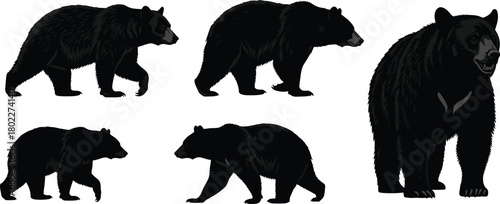 Art & IllustrationBlack bear vector set with detailed illustrations and silhouettes. Isolated collection of a wild forest animal in walking and standing poses.
