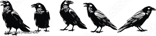 Set of black raven silhouettes in various poses. Isolated vector collection of detailed crow birds for gothic or Halloween design.